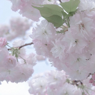 山城福瑞交流群